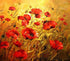 Sun Shines in Poppy Fields